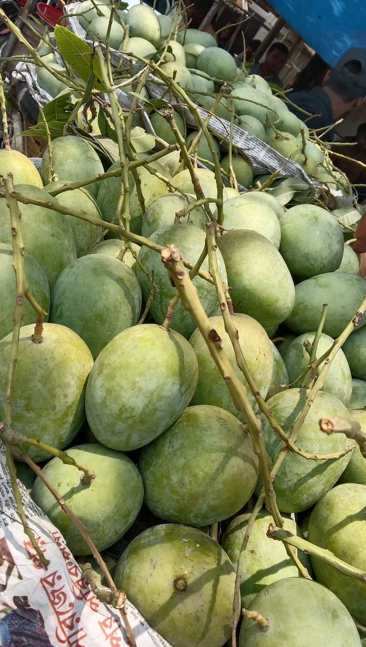 Langra mango (2kg box, verwachte levering 2e week van juni)