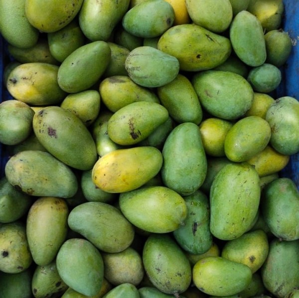 Amropali Mango (2 kg box, Verwachte levering 2e week van juni)