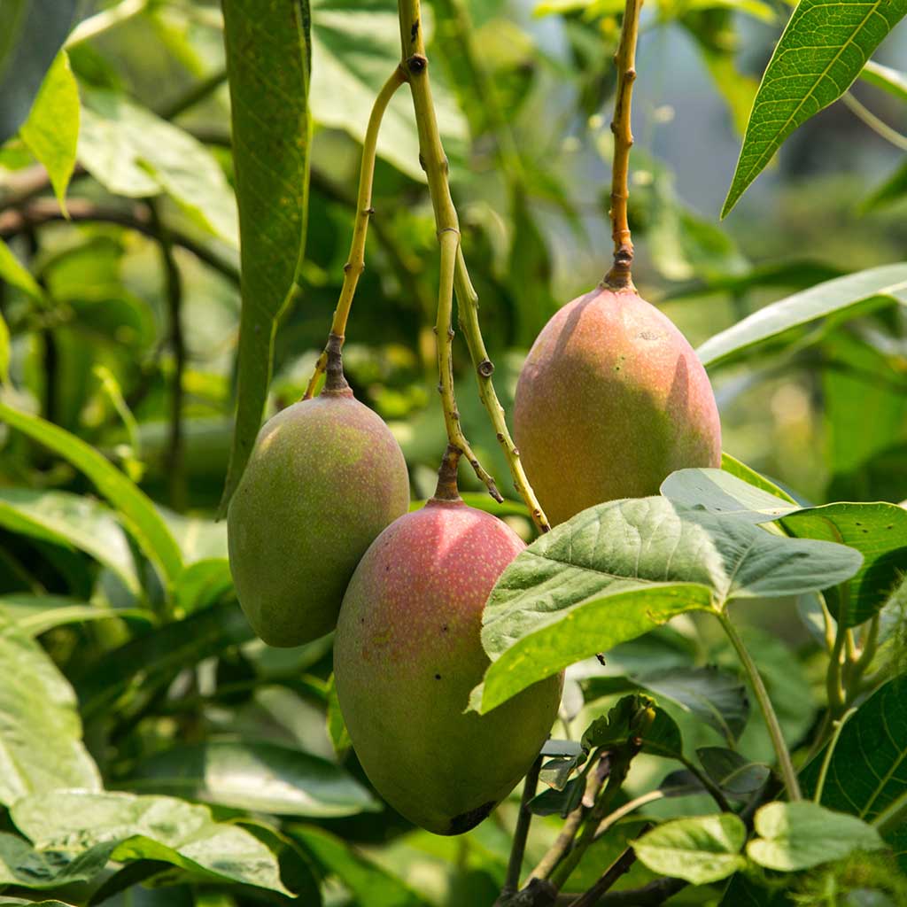 Amropali Mango (2 kg box, Verwachte levering 2e week van juni)