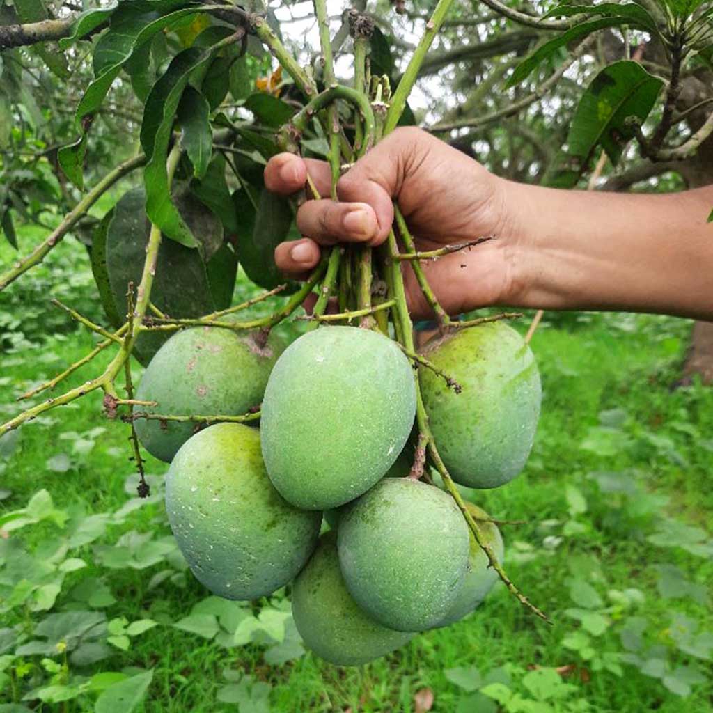 Himsagar mango (2kg box, verwachte levering 2e week van juni)
