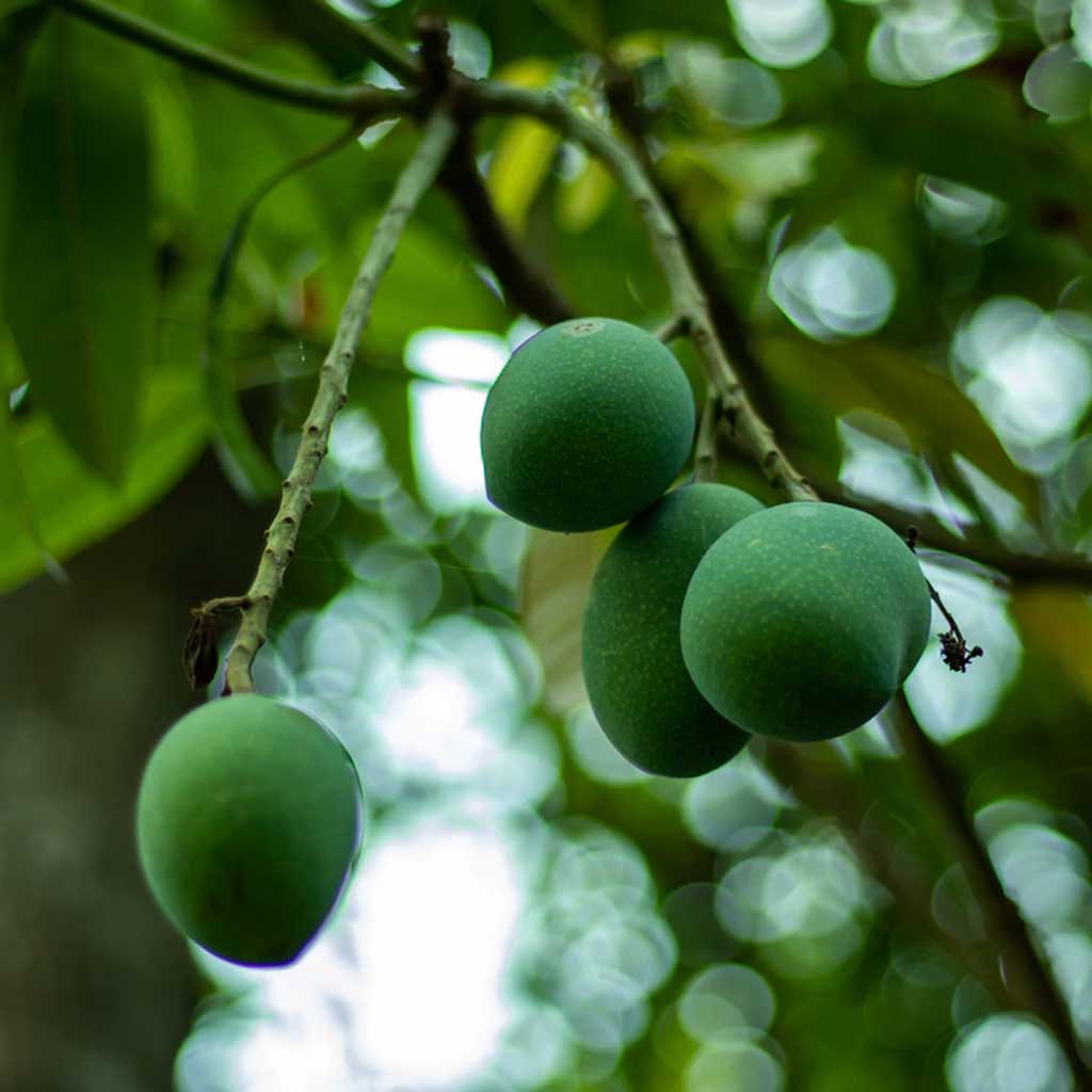 Himsagar mango (2kg box, verwachte levering 2e week van juni)