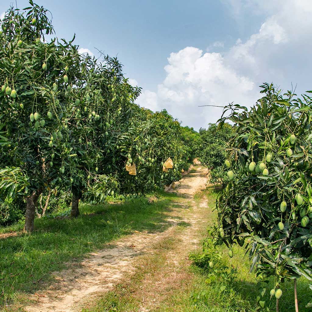 Misti Farm Katchamita mango boomgaard